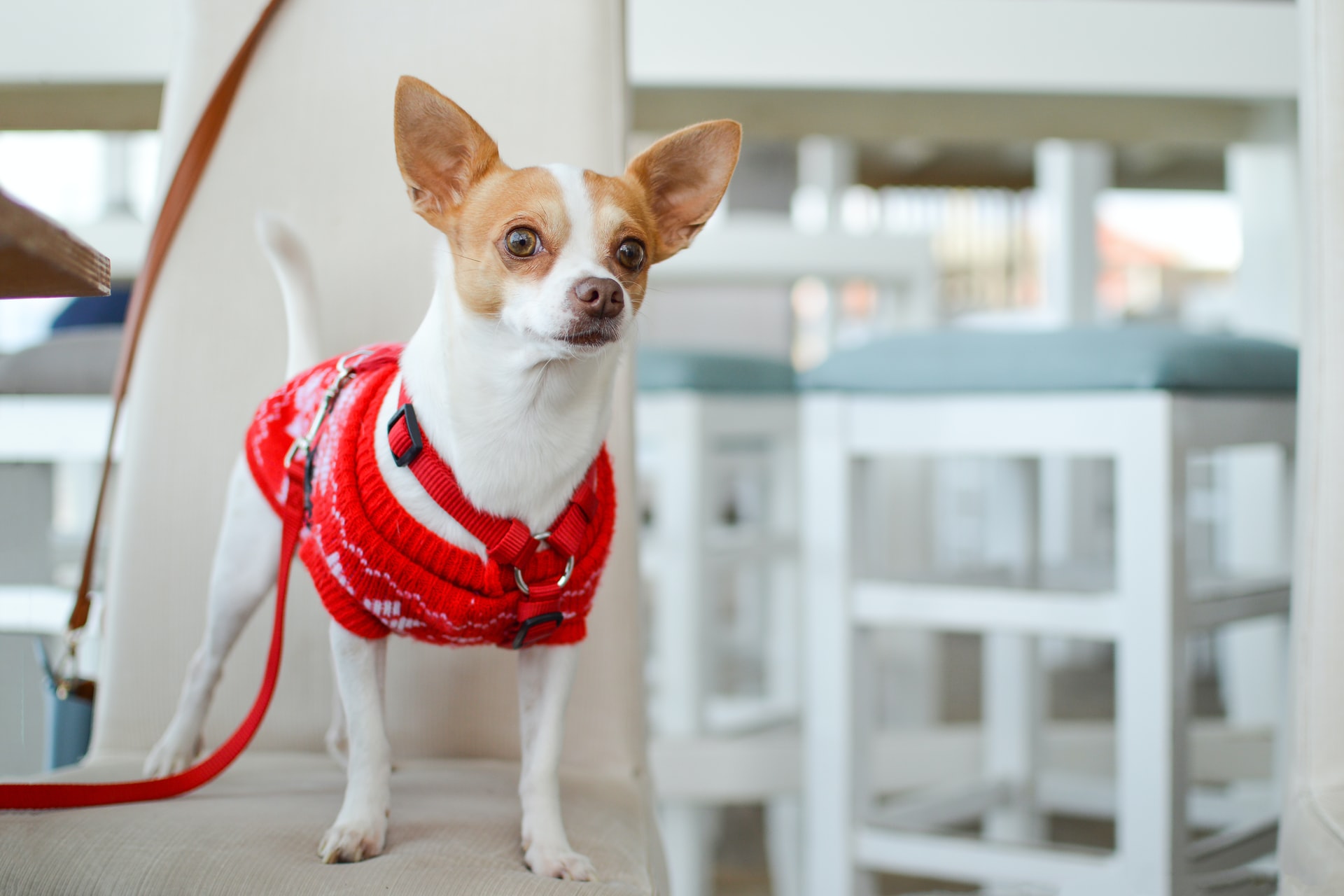 Ubranka dla psa – co warto wiedzieć przed zakupem?
