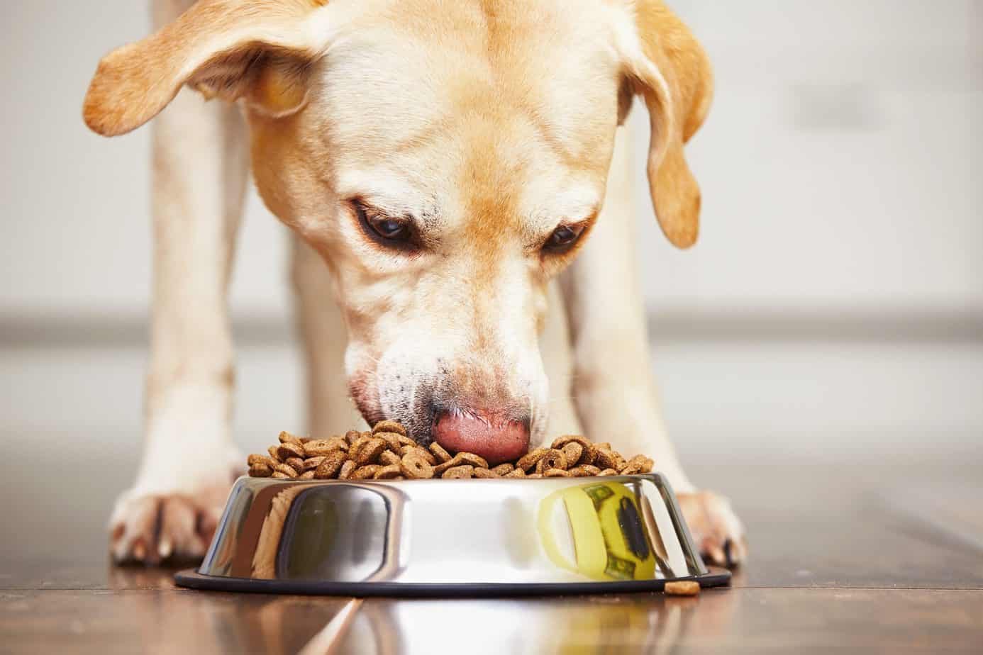 Jakich błędów unikać przy karmieniu psa?