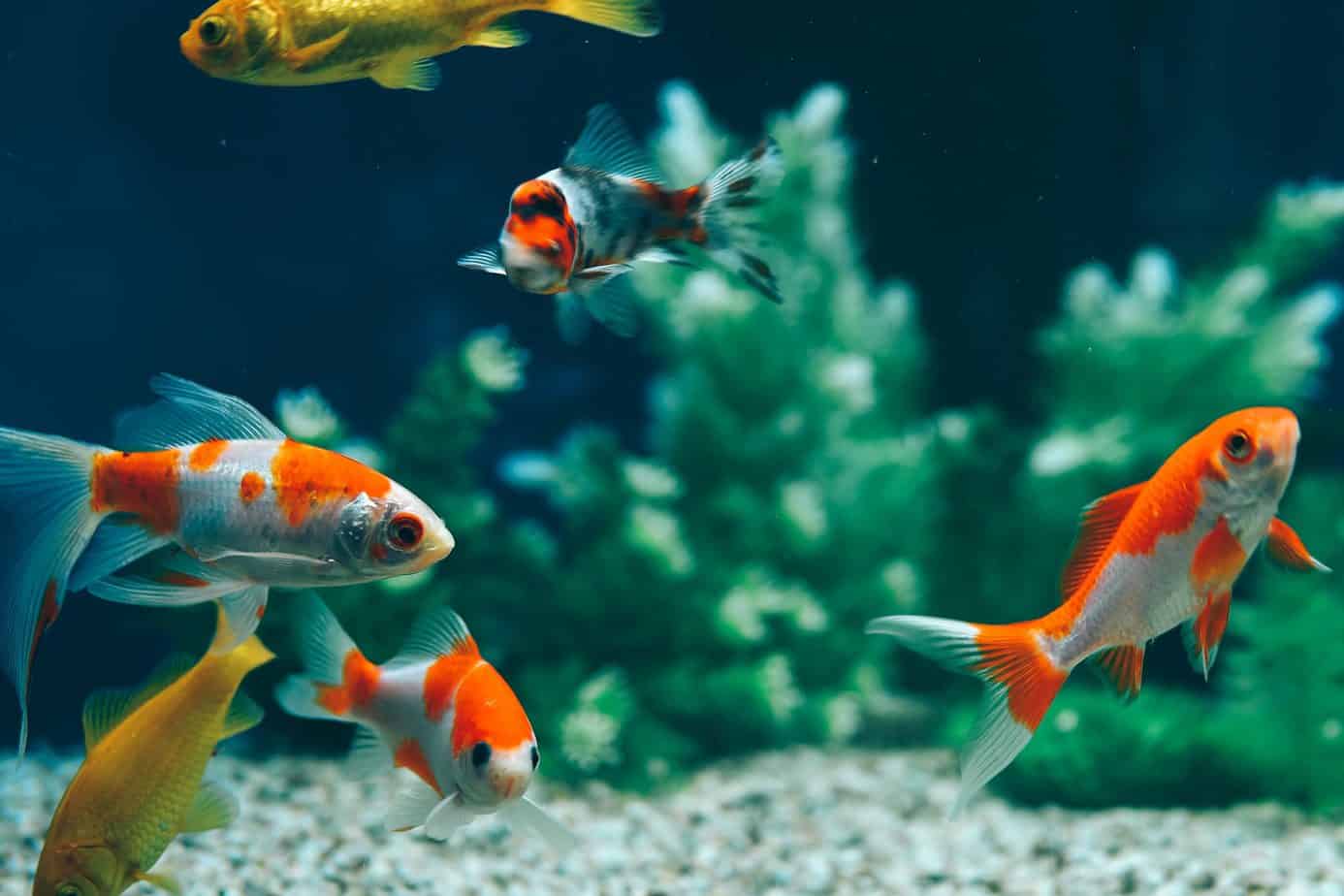 Ryby akwariowe dla początkujących – jakie wybrać?