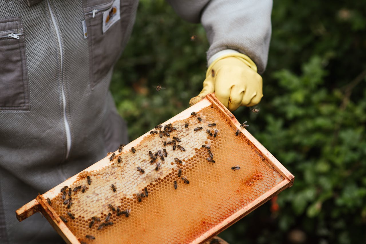 pszczelarz trzymający plaster miodu