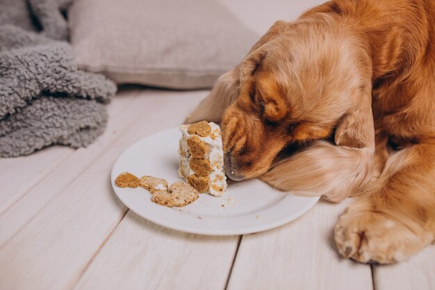 Jak odpowiednio dbać o dietę starszego psa: wskazówki i porady dotyczące wyboru przysmaków